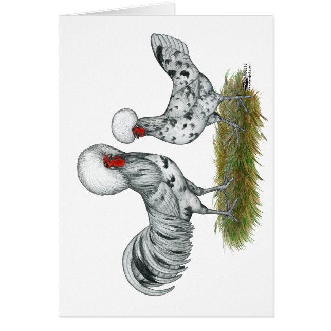 Polska Stänk Chickens OBS Kort (Framsidan)