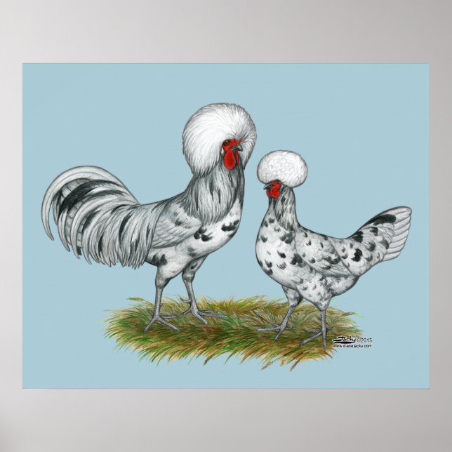 Polska Stänk Chickens Poster (Framsidan)