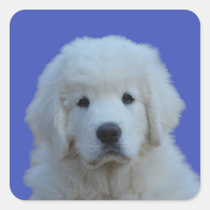 Polska Tatra Sheepdog Sticker på Blå bakgrunden Fyrkantigt Klistermärke