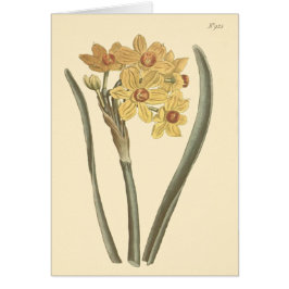 Polyanthus Narcissus Botanisk Illustration Hälsningskort