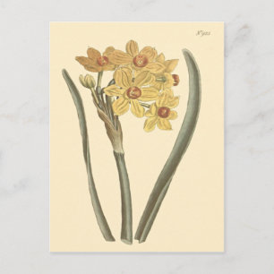 Polyanthus Narcissus Botanisk Illustration Vykort