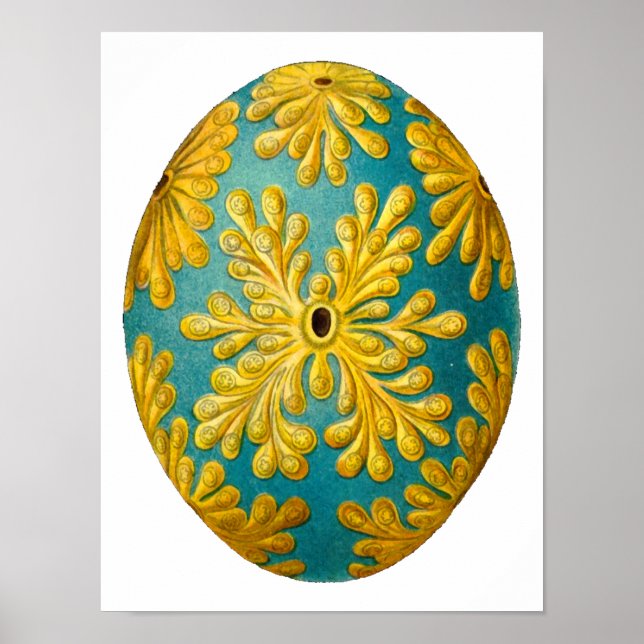 Polyclinum konstellatum Ernst Haeckel Fine Art Poster (Framsidan)