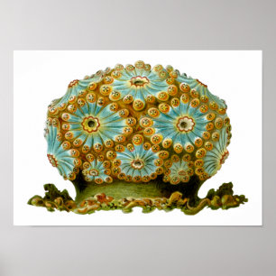 Polycyclus cyaneus Ernst Haeckel Fine Art Poster