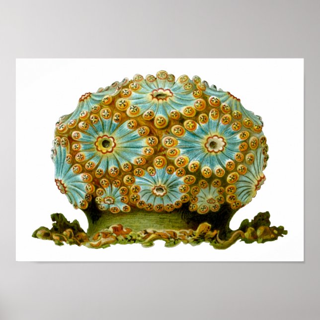 Polycyclus cyaneus Ernst Haeckel Fine Art Poster (Framsidan)