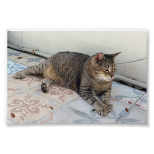 Polydactyl Cat, Nyckel Väster, Florida Fototryck