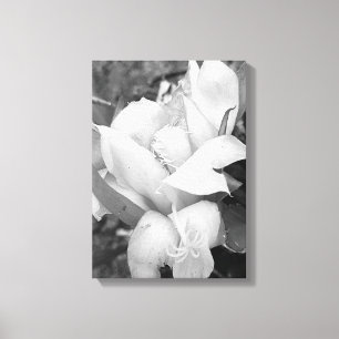 POLYNESISKT DRAKEKAKTUS NATTBLOMNING CANVASTRYCK