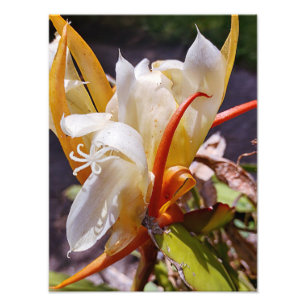 POLYNISIAN DRAGON CACTUS NIGHT BLOOM FOTOTRYCK