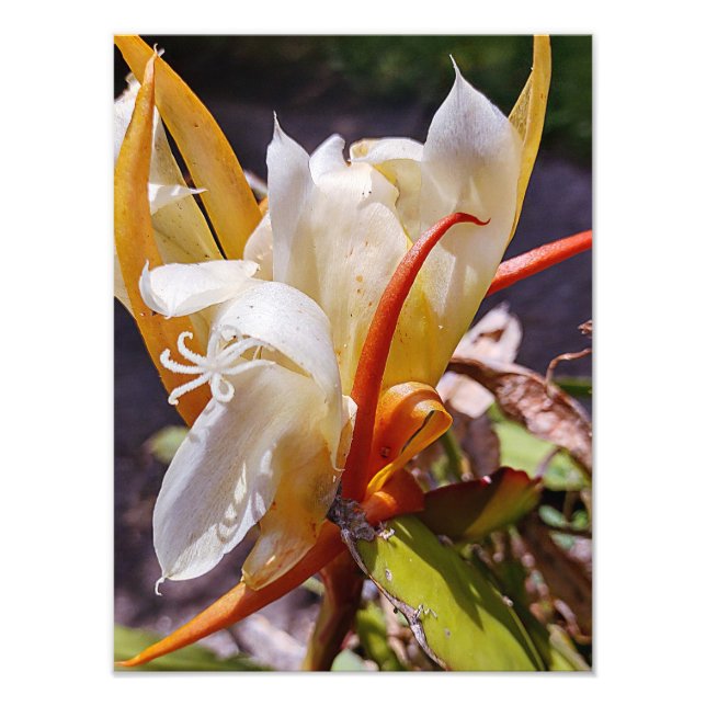 POLYNISIAN DRAGON CACTUS NIGHT BLOOM FOTOTRYCK (Framsidan)