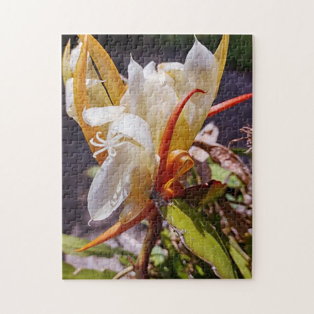 POLYNISIAN DRAGON CACTUS NIGHT BLOOM PUSSEL (Vertikal)