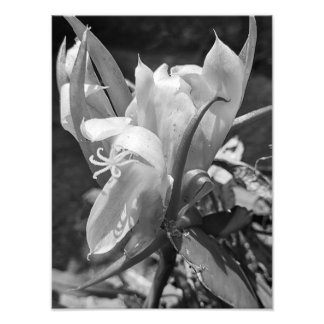 POLYNISISKA DRAGON CACTUS NATT BLOOM-panel Fototryck