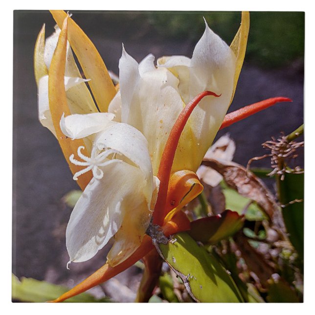 POLYNISISKA DRAGON CACTUS NATT BLOOM-panel Kakelplatta (Framsidan)