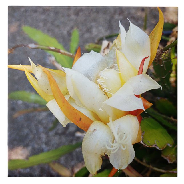 POLYNISISKA DRAGON CACTUS NATT BLOOM-panel Kakelplatta (Framsidan)