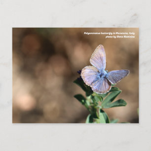 Polyommatus butterfly i Maremma, vykort för Italie