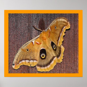 Polyphemus mal poster