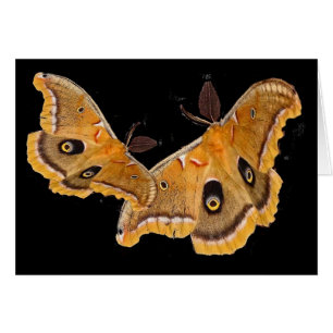 Polyphemus malar hälsningskort