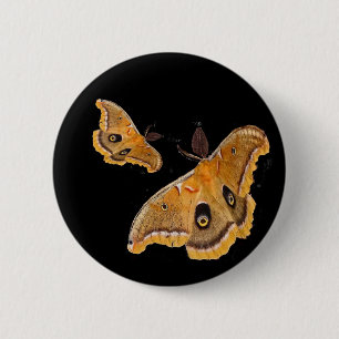 Polyphemus malar knapp