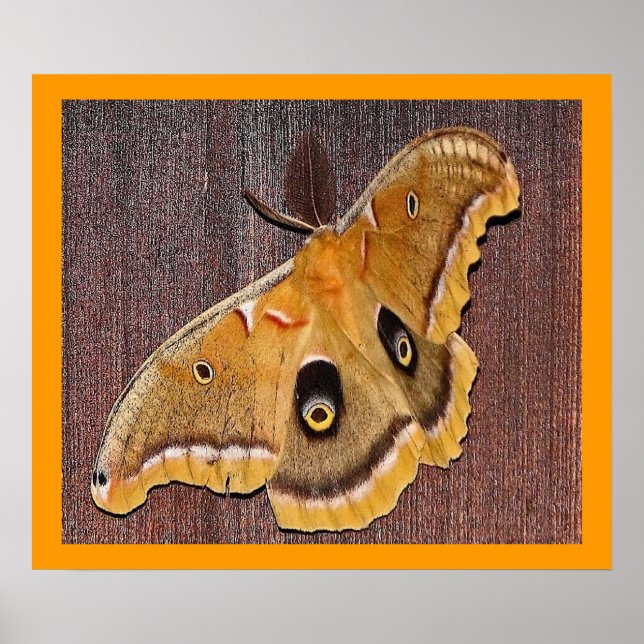 Polyphemus Moth Poster (Framsidan)