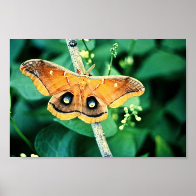 Polyphemus Moth Poster (Framsidan)