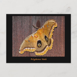 Polyphemus Moth Vykort
