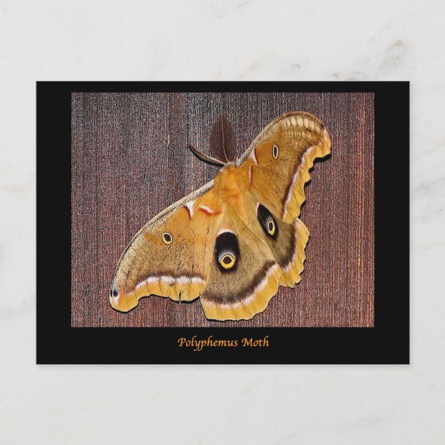 Polyphemus Moth Vykort (Framsida)