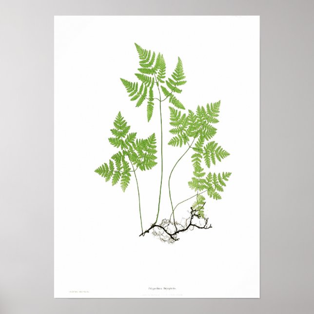 Polypodium dryopteris poster (Framsidan)