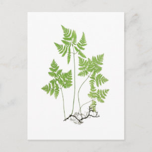Polypodium dryopteris vykort