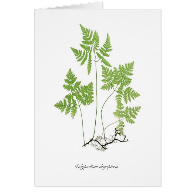 Polypodiumdryopteris Hälsningskort (Framsidan)