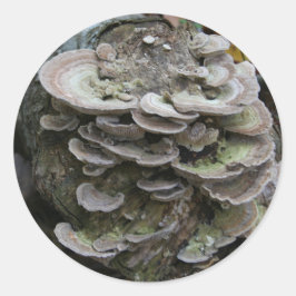 Polyporeklister Runt Klistermärke