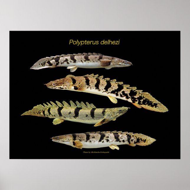 Polypterus delhezi の ポ ス タ ー poster (Framsidan)