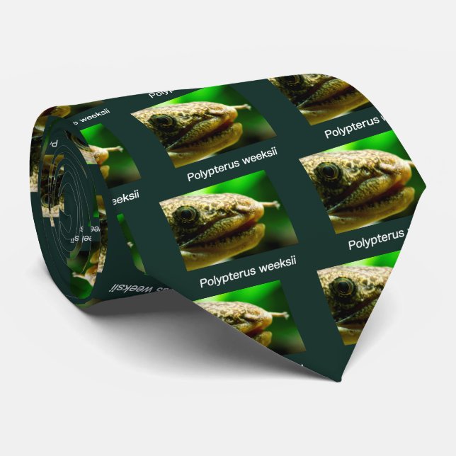 Polypterus weeksii slips (Rullad)