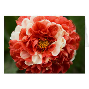 Pom-Pom Dahlia-kort Hälsningskort