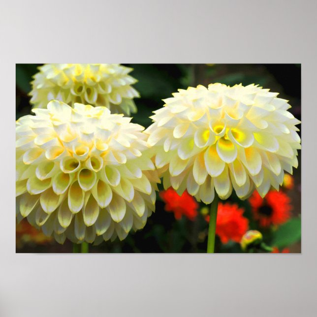 Pom Pom Dahlias Print Poster (Framsidan)