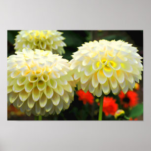 Pom Pom Dahlias-utskrift Poster