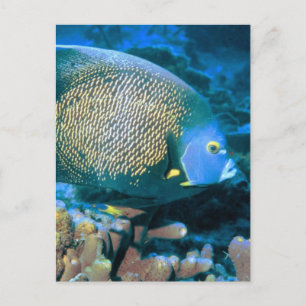 Pomacanthus Fish Vykort