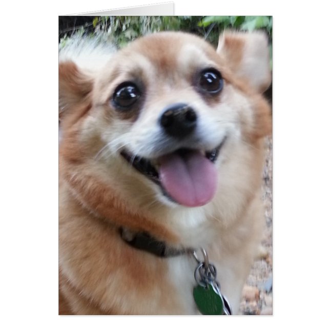 Pomchi Card Hälsningskort (Framsidan)