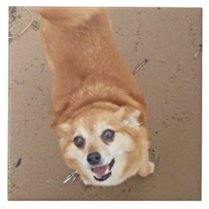 Pomchi hund! kakelplatta