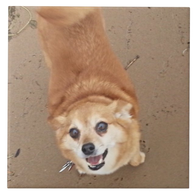 Pomchi hund! kakelplatta (Framsidan)