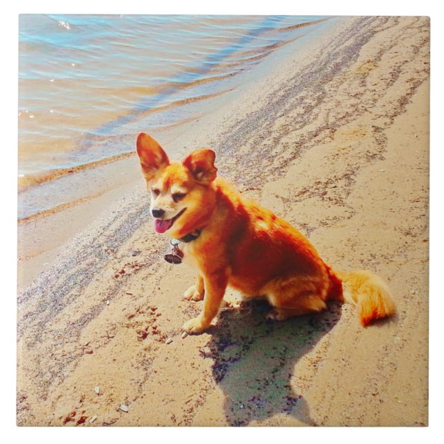 Pomchi hund! kakelplatta (Framsidan)