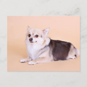 PomChi - Kita Vykort