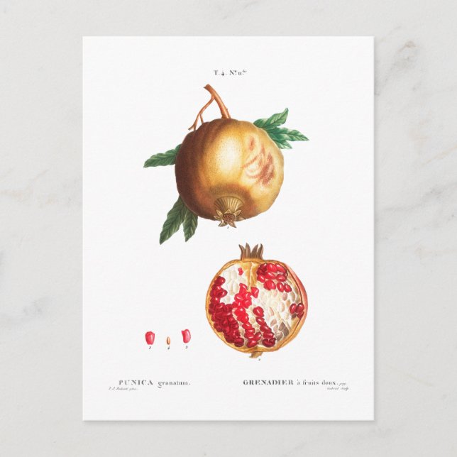 POMEGRANAT BOTANISKT POSTCARD VYKORT (Framsida)