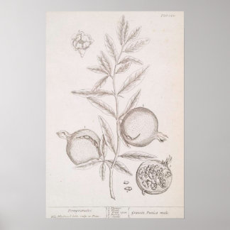 Pomegranat, botaniskt teckning poster