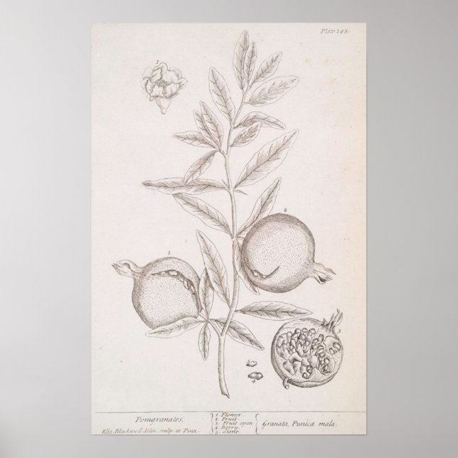Pomegranat, botaniskt teckning poster (Framsidan)