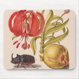 Pomegranat Flower, Fruit and Rhinoceros Beetle Musmatta