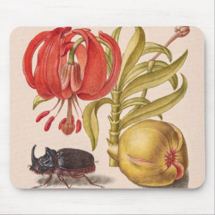 Pomegranat Flower, Fruit and Rhinoceros Beetle Musmatta