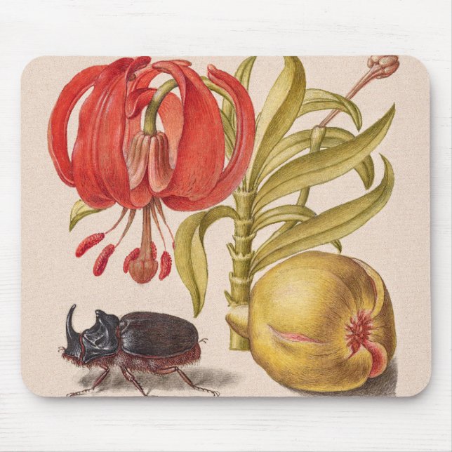 Pomegranat Flower, Fruit and Rhinoceros Beetle Musmatta (Framsidan)