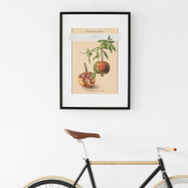 Pomegranat, Vintage botaniska illustrationer Poste Poster