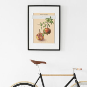 Pomegranat, Vintage botaniska illustrationer Poste Poster
