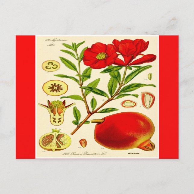 Pomegranat-vykort Vykort (Framsida)