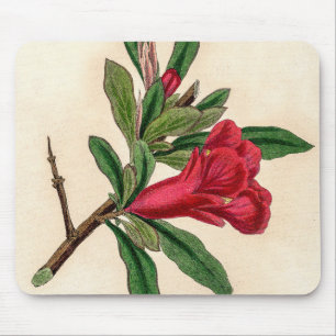 Pomegranatblomma - illustration av vintagen musmatta