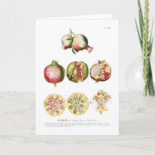 Pomegranate Kort